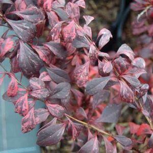 Berberis thunbergii 'Pink Attraction' 20-30 cm